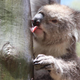A koala drinking water from a tree following rain.
